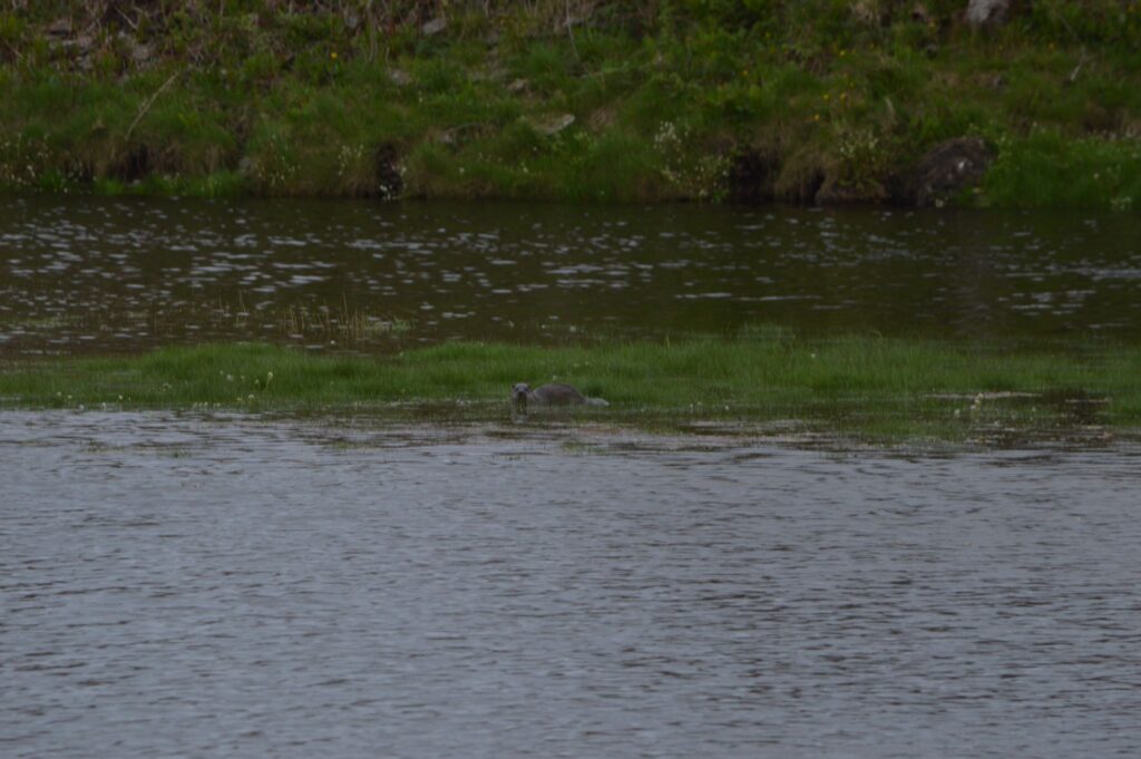 A dog otter in the river Thurso