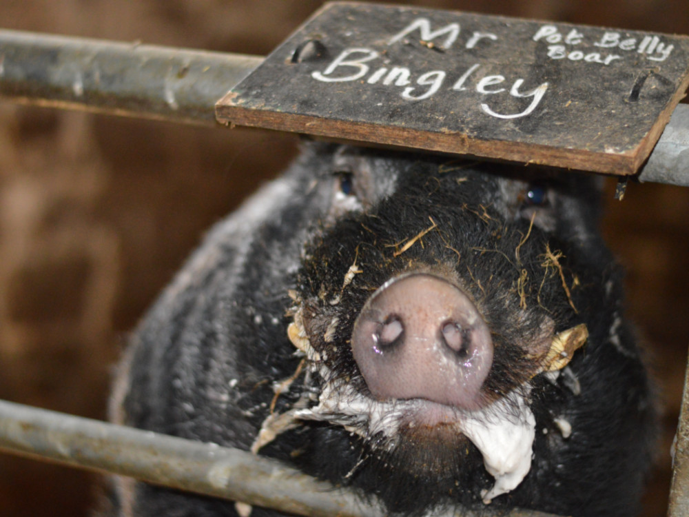 Puffin Croft - resident pot bellied boar called Mr Bingley