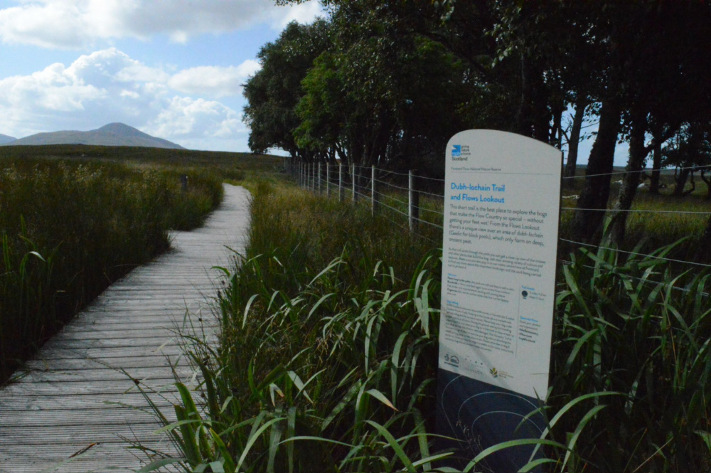 Far North - Forsinard Flows: A worms eye view of a boardwalk leading to the viewpoint in the Flow Country